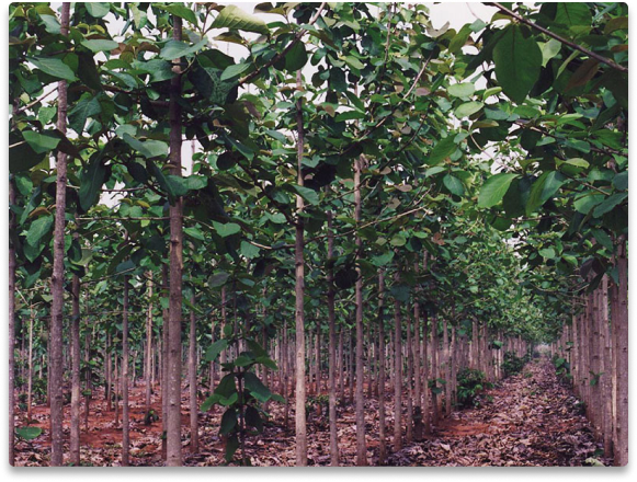 BRAZILIAN TEAK PLANTATION